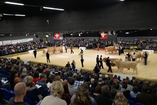 Exposition de la race pure 2015