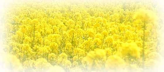 天然樹脂、顔料イメージ