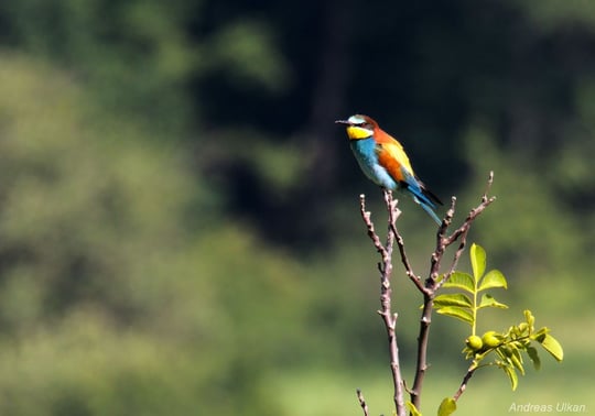 Bienenfresser | fotografiert 05-2022