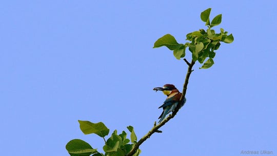 Bienenfresser mit Beute | fotografiert 05-2022
