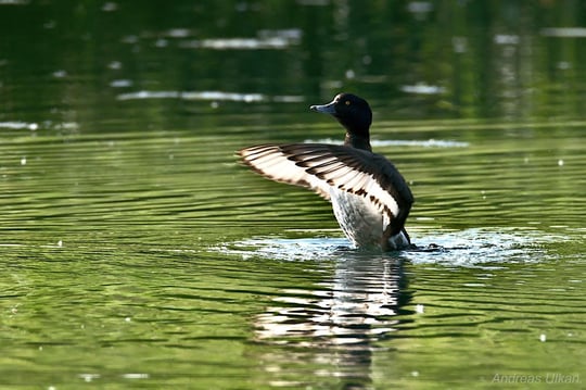 hoch hinaus | Reiherente | fotografiert 07-2021