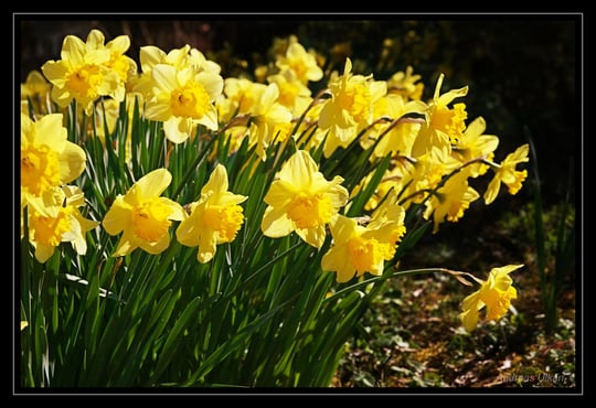 Osterglocken | fotografiert 04-2021