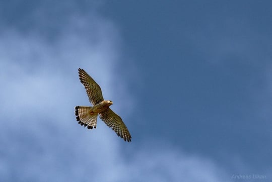 Turmfalke im Flug | fotografiert 06-2021