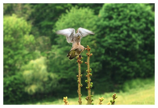 Turmfalkenpaarung | fotografiert 04-2020