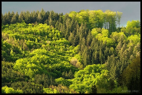 Waldleuchten | fotografiert 05-2021