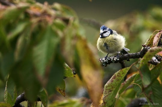 Plusterblaumeise | fotografiert 08-2021