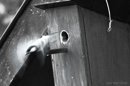 Meisensturzflug | fotografiert 05-2021