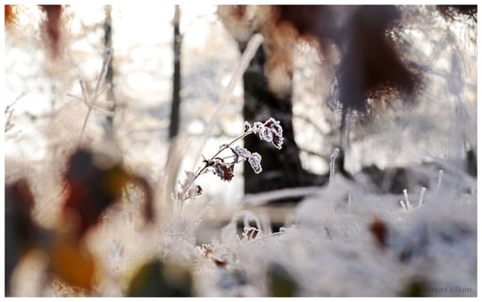 Raureifblättchen | fotografiert 12-2016