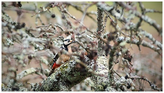 Buntspecht im Kirschbaum | fotografiert 12-2020
