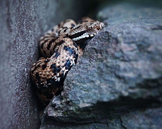 Schlangenblick | fotografiert 09-2020