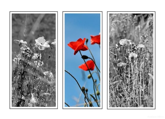 Mohntriologie | fotografiert 06-2011