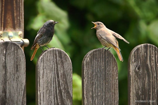 Standpauke | Hausrotschwanz (m+w) | fotografiert 07-2021