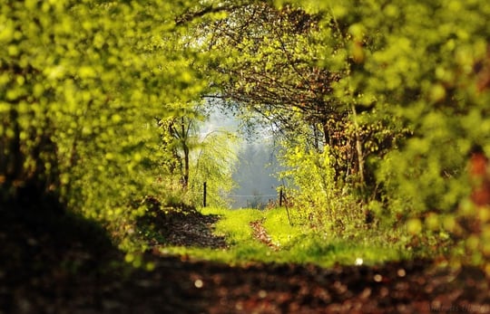 Hohlweg | fotografiert 04-2012