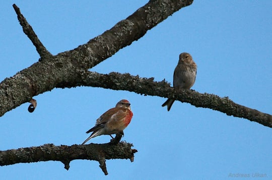 Bluthänflingpaar | fotografiert 08-2021