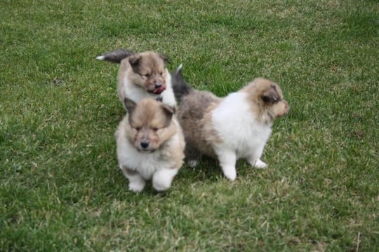 Vorn links Ganima Gimbya of little Queensland