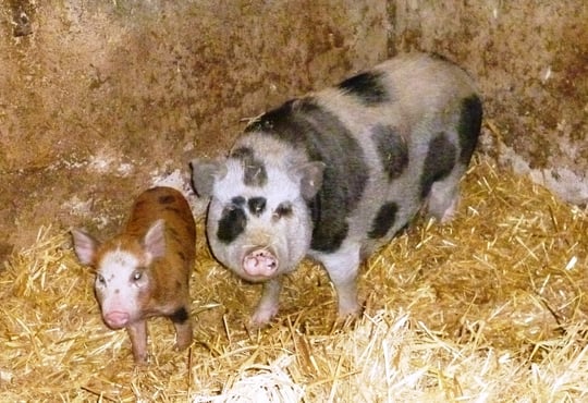 Mama mit weibl. Ferkel
