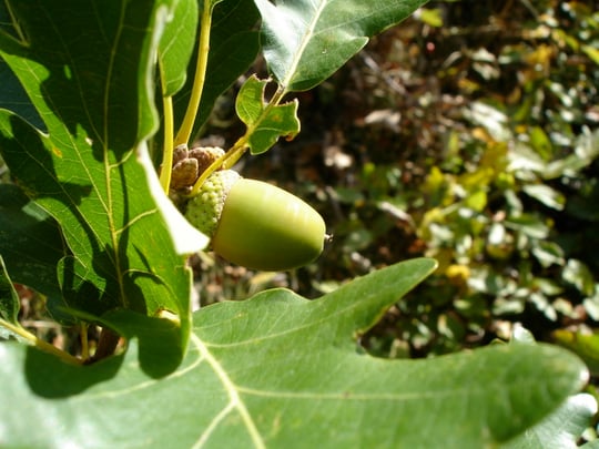 EICHE / TRAUBENEICHE