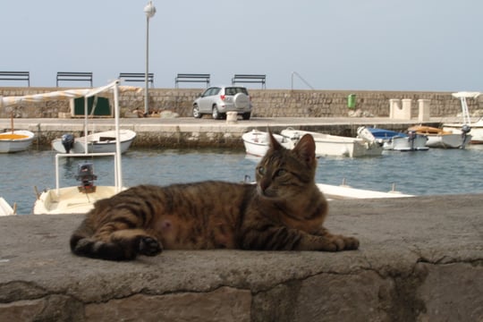 Das getigerte Katzenmädchen am Hafen.