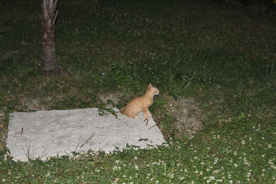 Die braune war für uns die beste Katzenmutter der Welt.