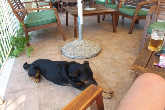 Es gibt auch Hunde in Kroatien, sind aber sehr selten.