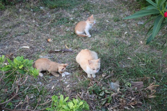 Die fürsorglichste Katzenmutti.