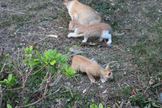 Sie hat immer zuerst ihren Kindern das Futter gebracht, ehe sie gefressen hat.
