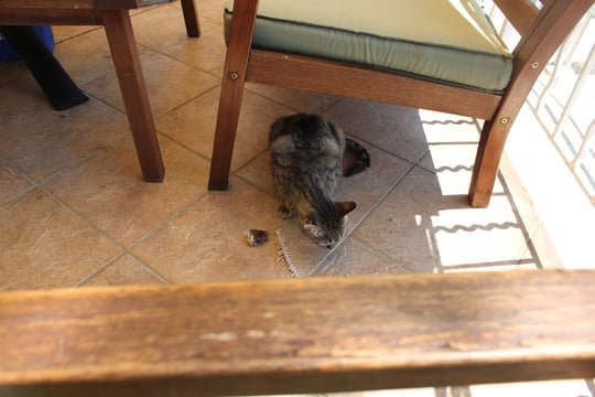 Unsere Lieblingskatze Einohr..