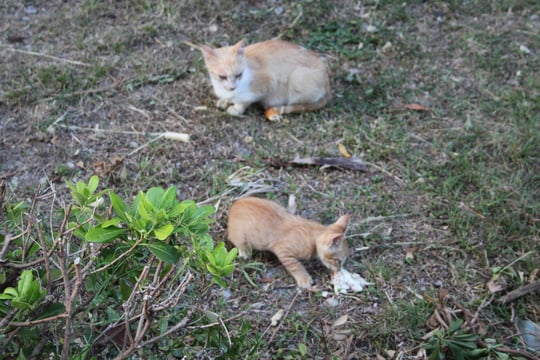 Unsere Katzenmutter mit ihrem Jungen.