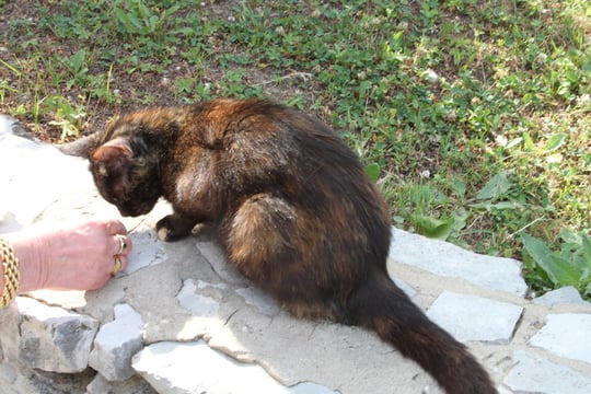 Das schwarzbraune Katzenmädchen.