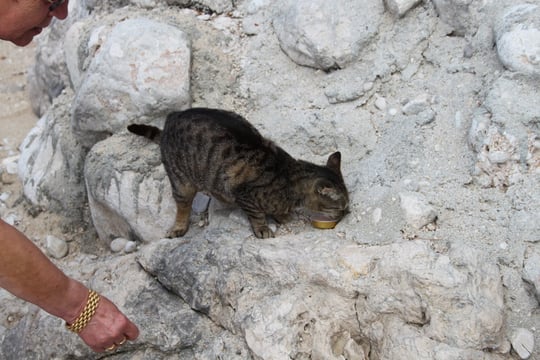 Einohr bei uns am Strand.