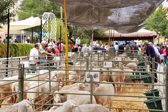 feria jornada gastronomica cordero segureño