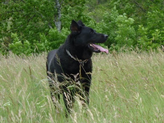 Udo -à 7 ans- beauceron ancien, 55kg de tendresse