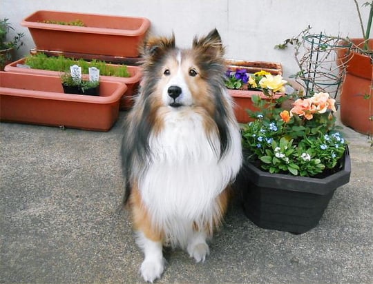 薔薇と勿忘草 beside Erie