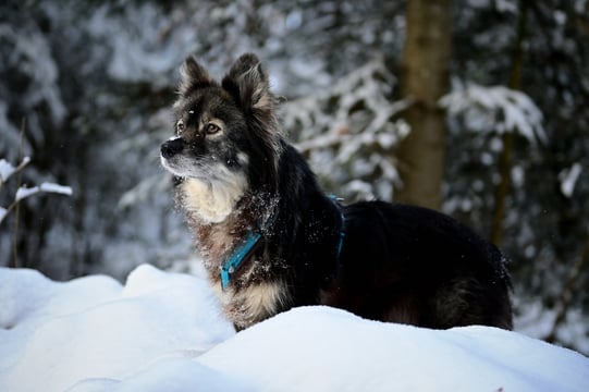Lapinkoira Rilla im Winterwonderland