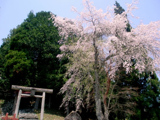 高山市朝日町一之宿神明神社の枝垂れ桜