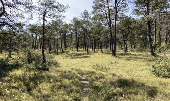 Schneeheide-Kiefernwald, Foto: Juliane Meister