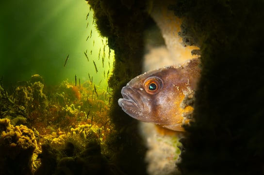 Fotograaf: Marleen Baas