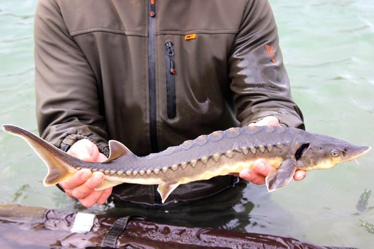 Esturgeon brevirostrum à museau court