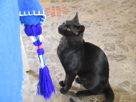 知らぬ間に外から入り込んで。レストランのテーブルに下でおねだりをする黒ニャン子。