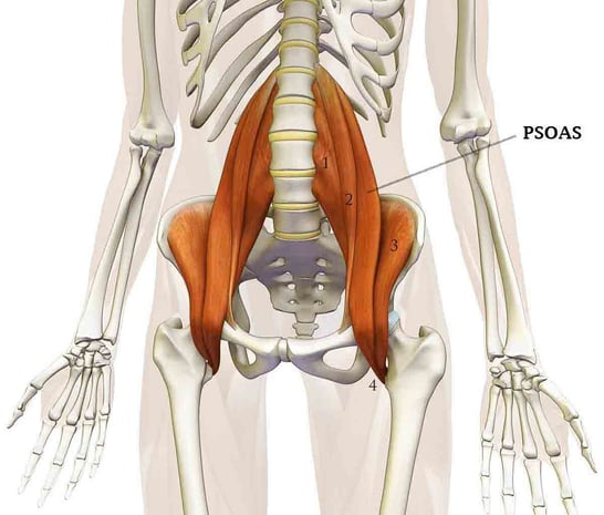 anatomie psoas ostéopathe arènes toulouse
