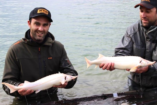Esturgeon albinos baeri/sterlet
