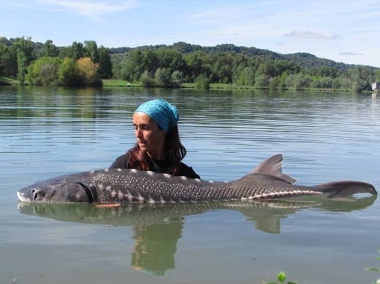 esturgeon transmontanus