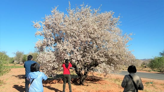 アーモンドの木