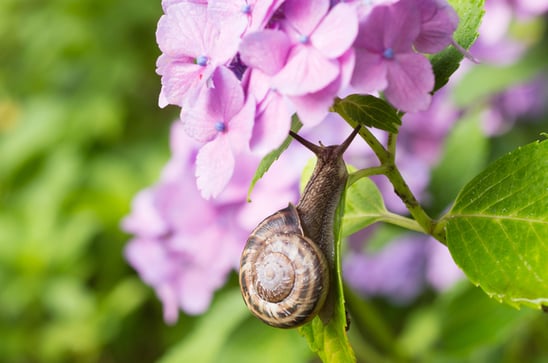 あじさいとカタツムリ