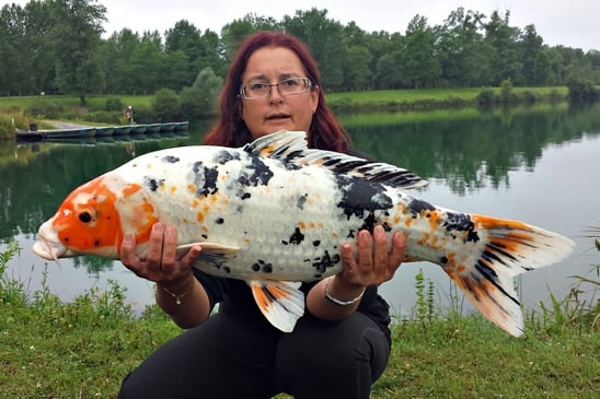 peche de la carpe koï en France