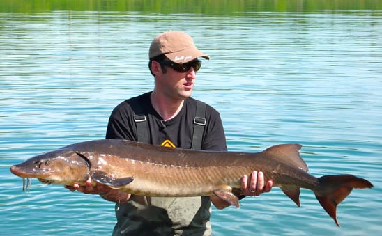 esturgeon AL Hybride naccarii/baeri