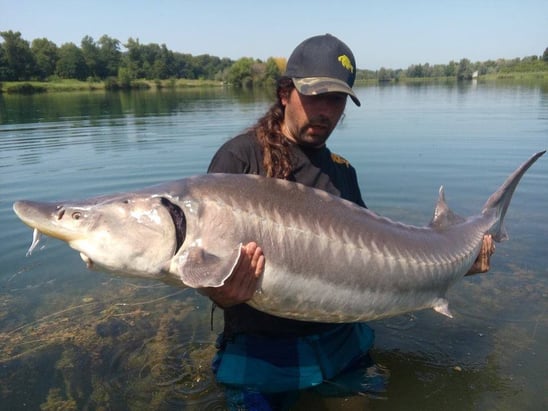 esturgeon hybride bélouga/Naccarii