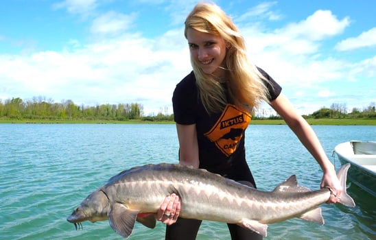 esturgeon guelden russe du Danube