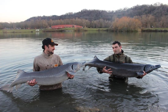 esturgeon baerii - sibérien
