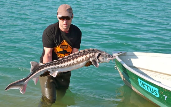 sturgeon white guelden